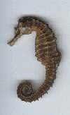 HippoSite